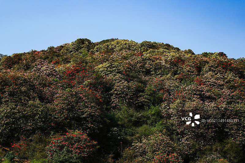 百里杜鹃景区，地球彩带，国家五A级景区，中国贵州毕节大方百里杜鹃景区，杜鹃花海，百里杜鹃金坡景区图片素材