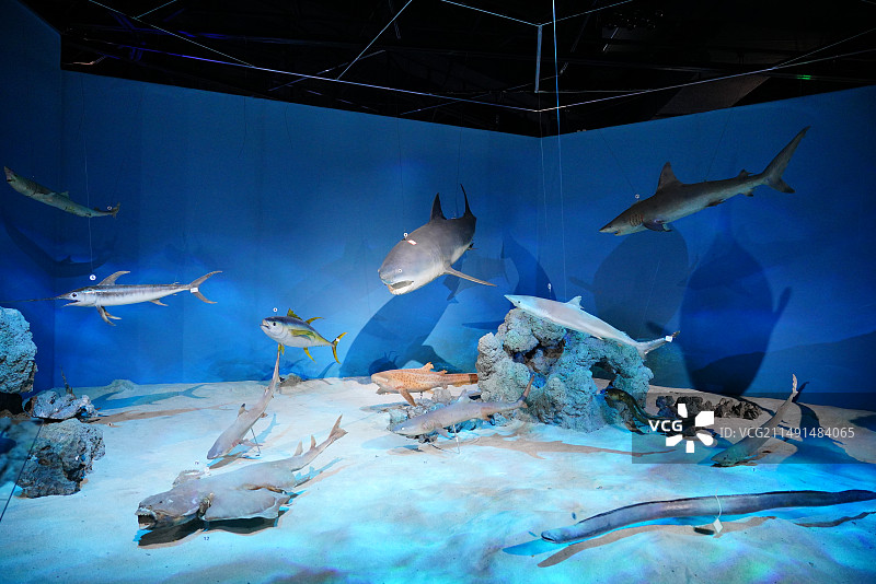 海洋馆里展示的海洋鱼类标本图片素材