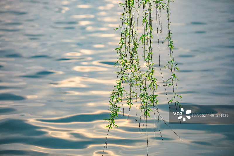 傍晚杭州西湖边的垂柳枝特写图片素材