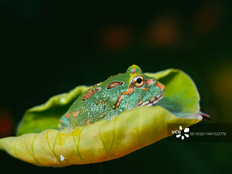 绿角蛙图片素材