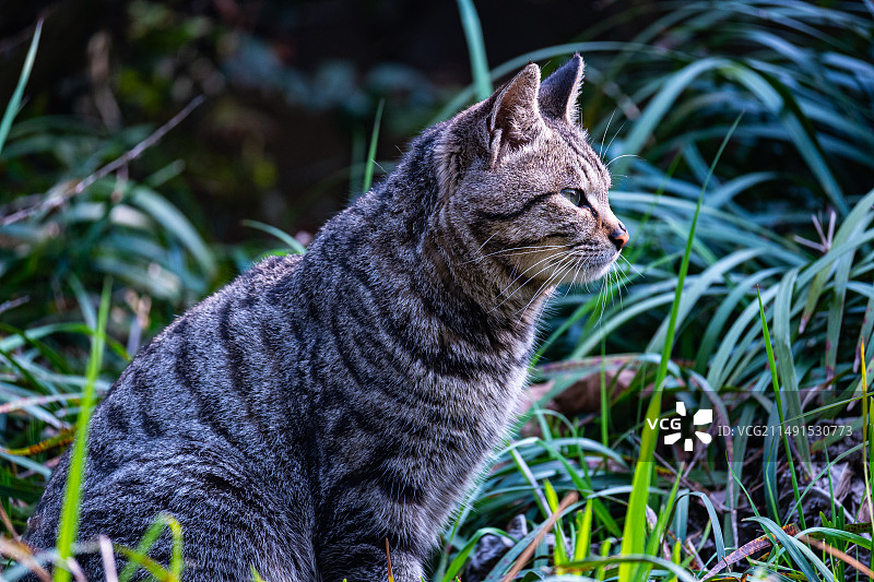 小猎手狸花猫图片素材