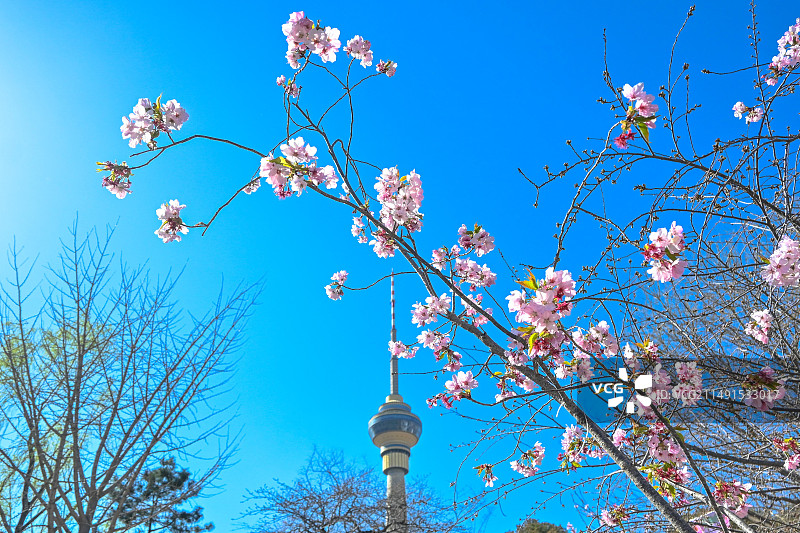玉渊潭的樱花图片素材