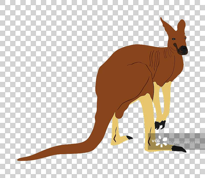 白色背景下的袋鼠图片素材