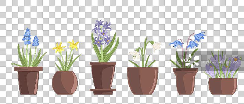 野生风信子花卉绘画图片素材