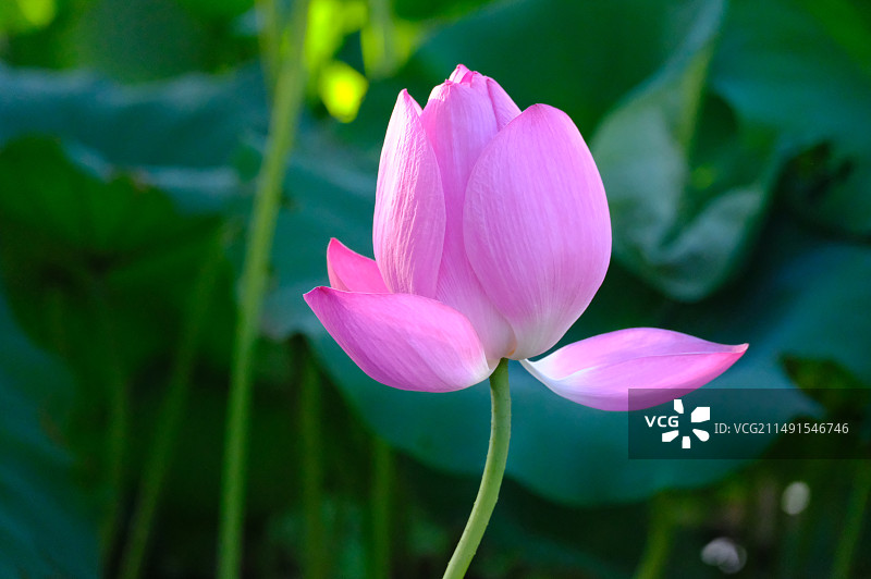 夏日荷花图片素材