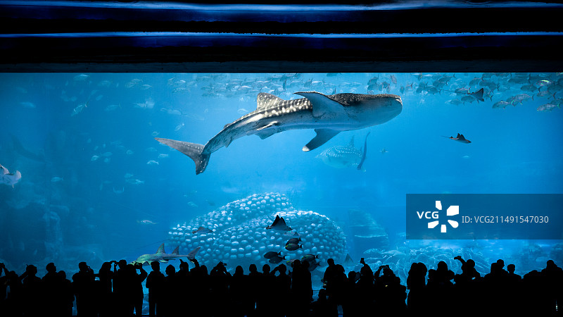 珠海长隆鲸鱼图片素材