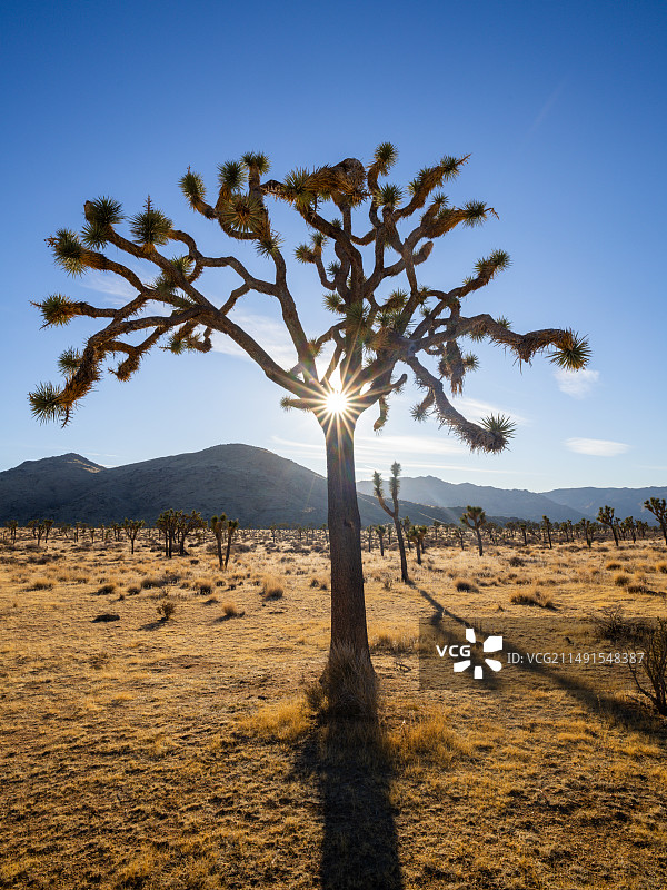 沙漠中的生命之树图片素材