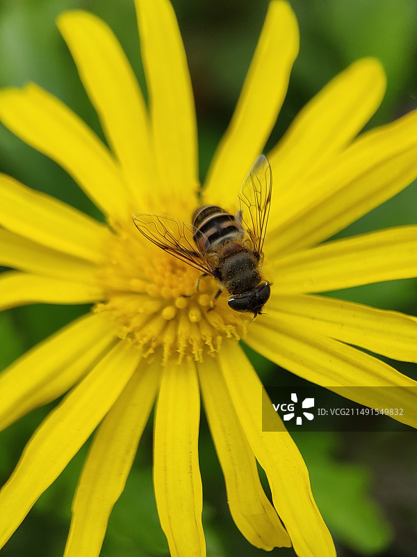 闻香而来图片素材