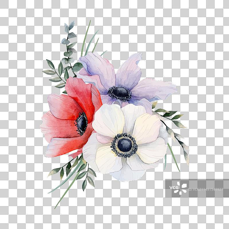 紫色白色红色银莲花花束图片素材