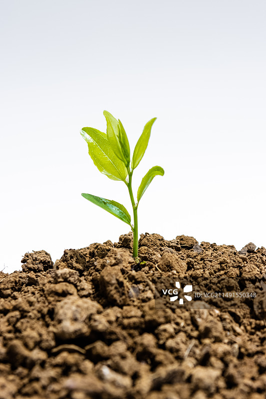 春天新生的植物幼苗图片素材