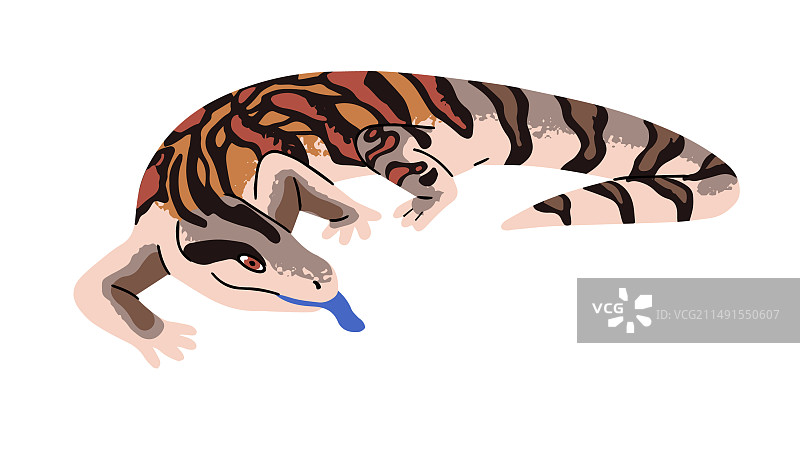 蓝舌石龙子或带图案皮肤的蜥蜴图片素材