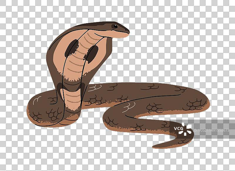 呈防御姿势的眼镜王蛇图片素材