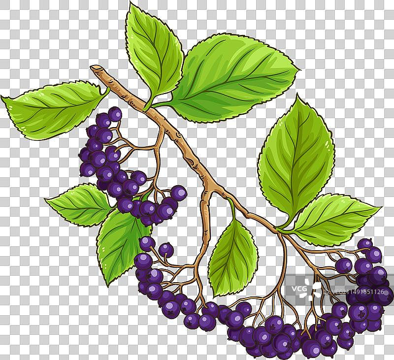 黑色花楸树枝彩色细节图片素材