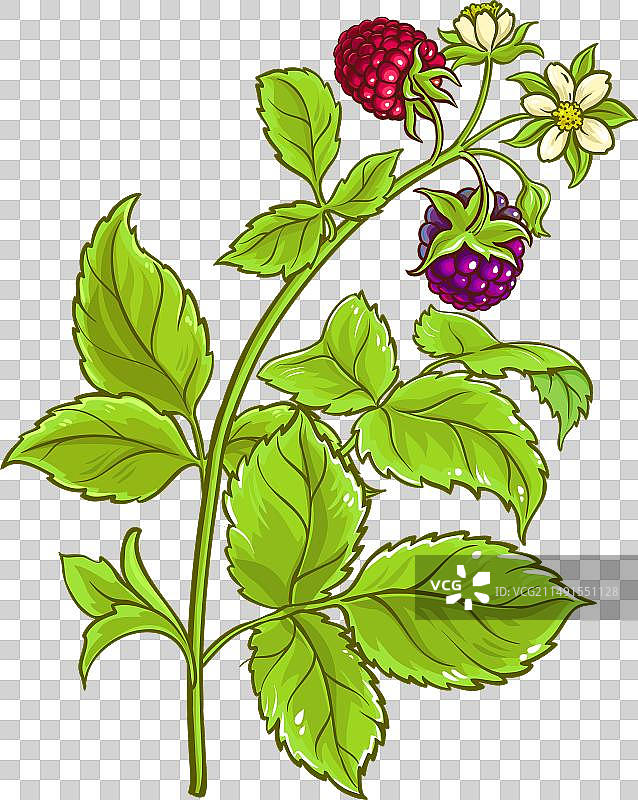 彩色细节的波森莓树枝图片素材