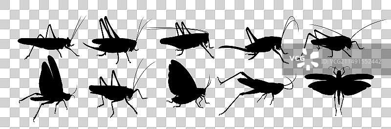 蝗虫剪影图片素材