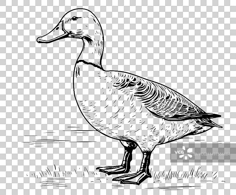 手绘鸭子动物素描图片素材