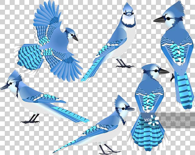 彩色蓝松鸦鸟类合集图片素材