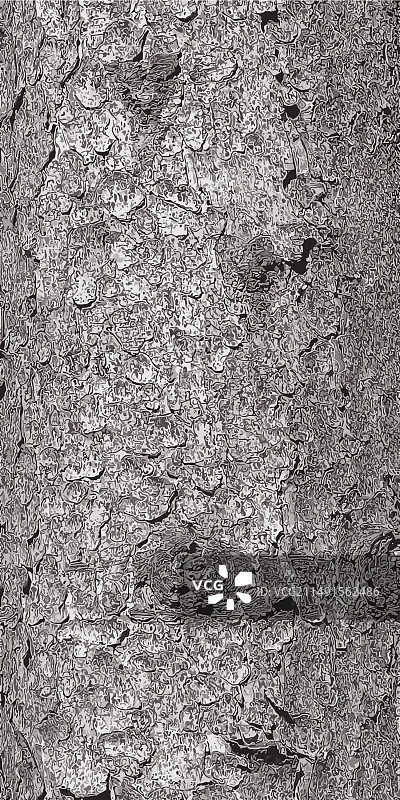 树干的树皮纹理图片素材