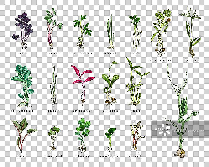 手绘彩色微型蔬菜芽苗合集图片素材