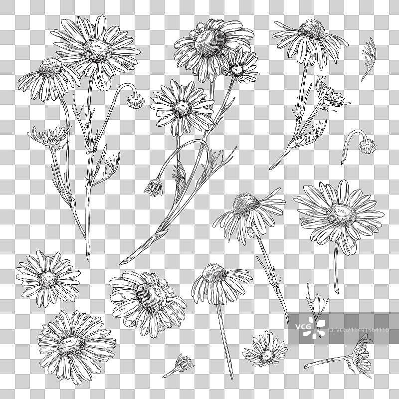 手绘洋甘菊花卉速写合集图片素材