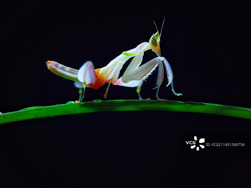 黑背景兰花螳螂图片素材