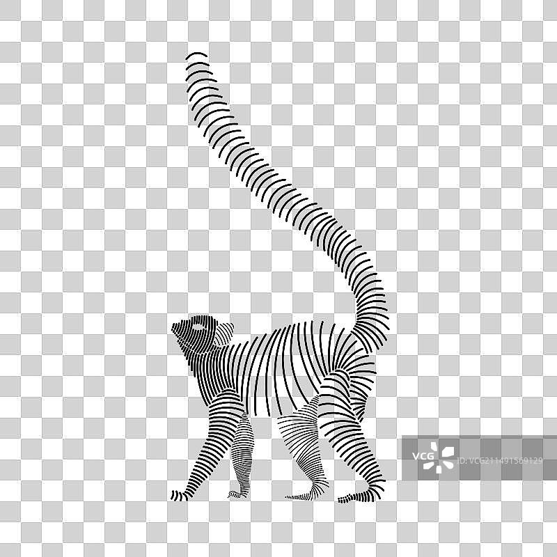 简单的环尾狐猴线条艺术图片素材