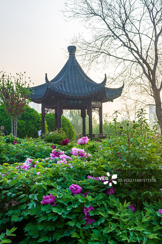牡丹园内花盛开--聊城凤凰苑植物园牡丹亭24.04图片素材