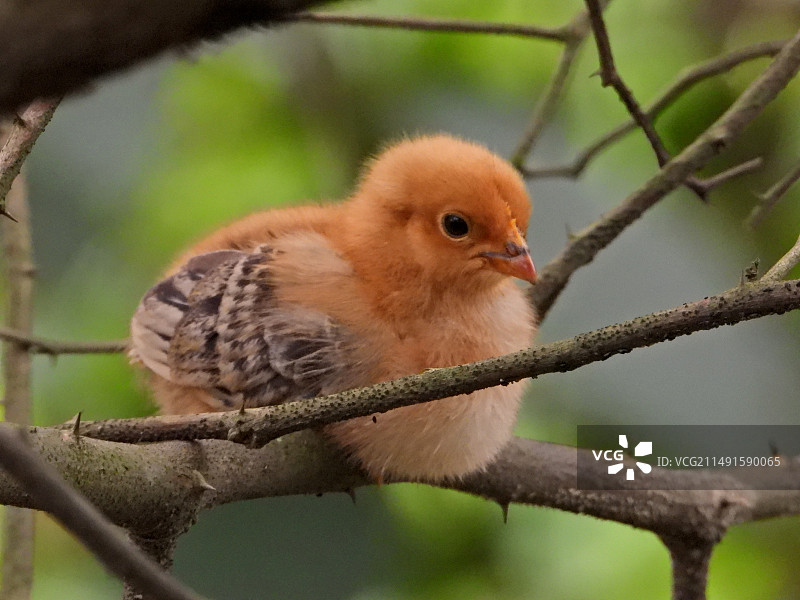 散养小鸡图片素材