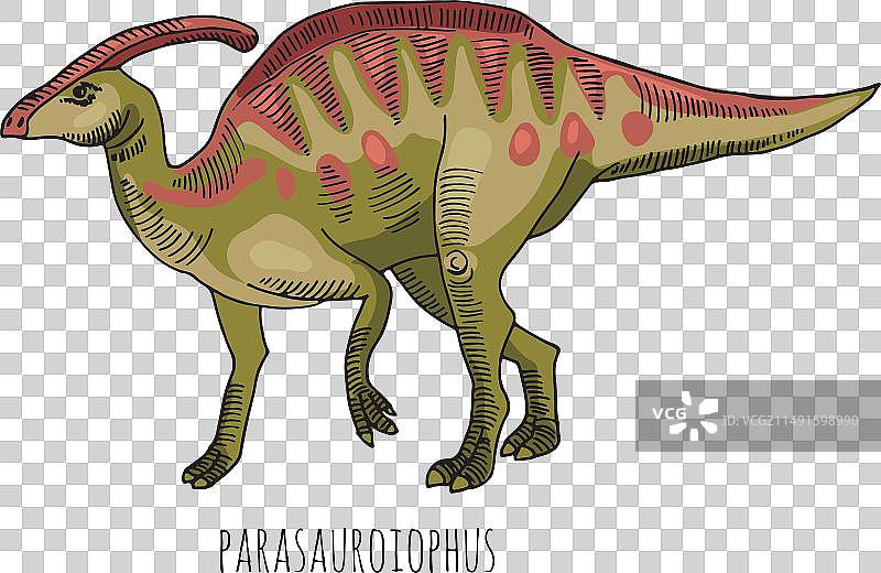 绘色副栉龙素描图片素材