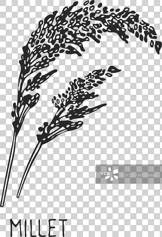 小米的谷物作物穗农场植物绘画图片素材