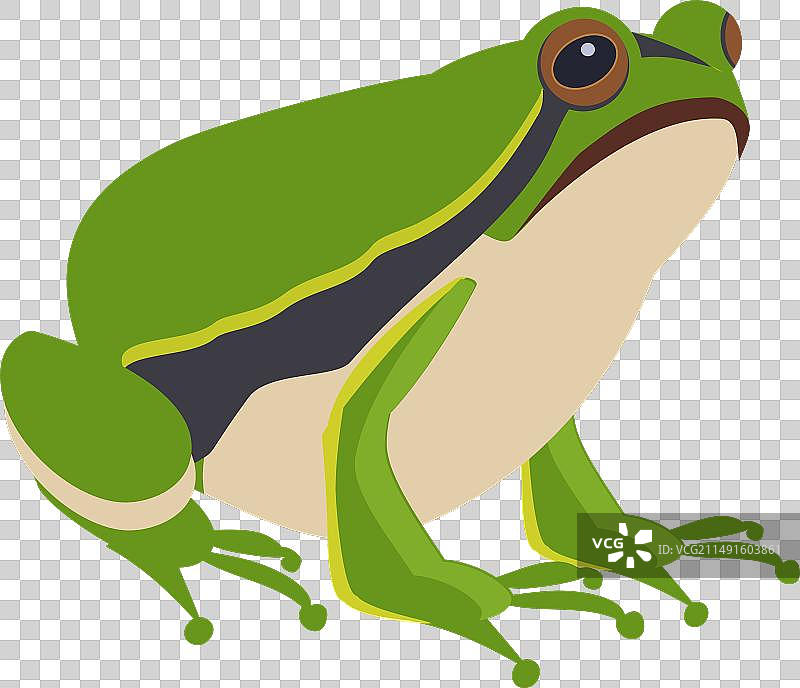 野生青蛙图片素材