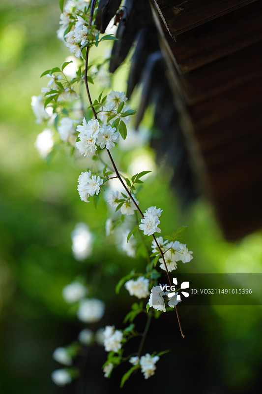 春天老门东芥子园里的木香花图片素材