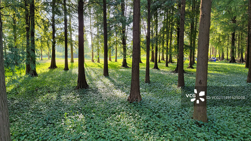 青西郊野公园图片素材