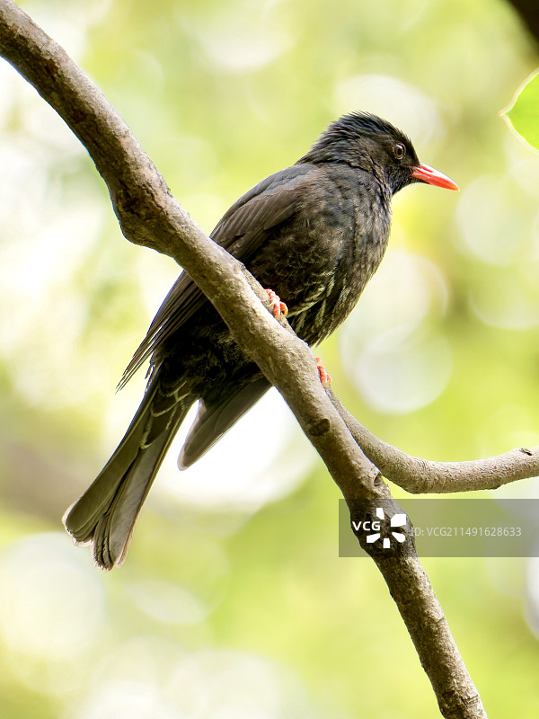 黑短脚鹎图片素材