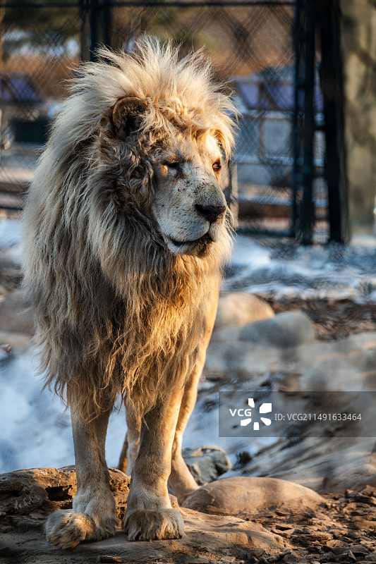 老狮王图片素材