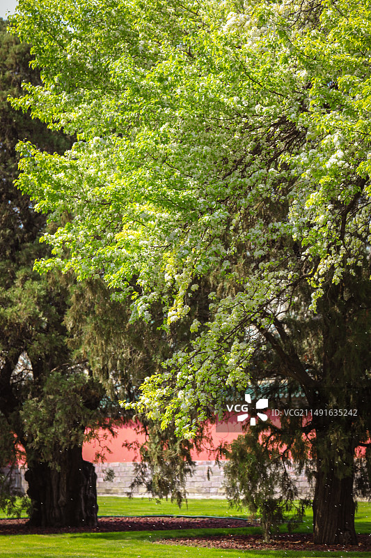 天坛百年杜梨盛开 引游客前来打卡图片素材