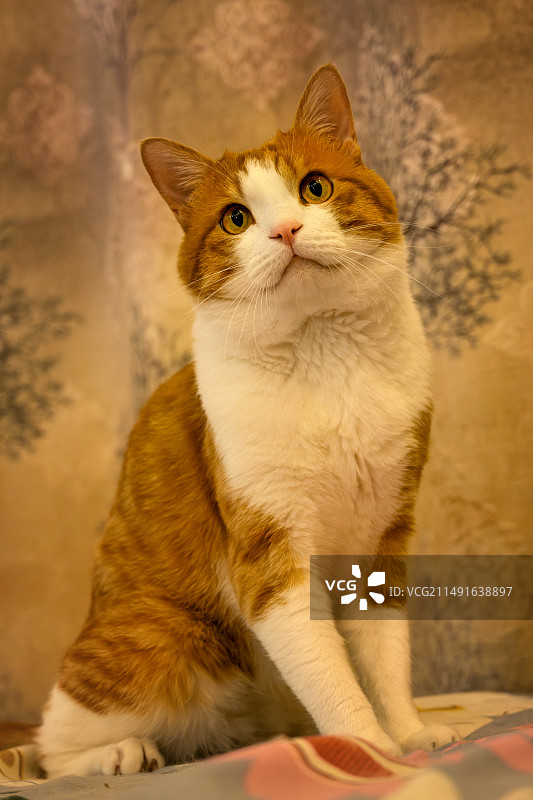 坐立的橘猫图片素材