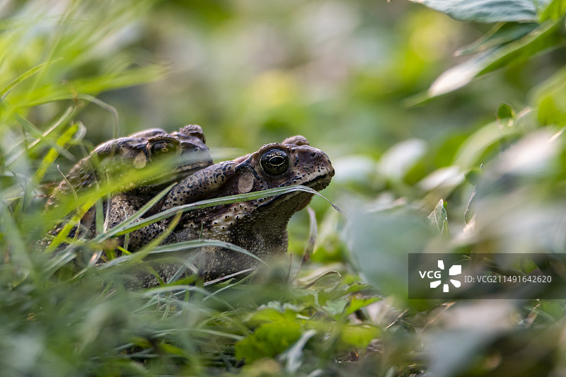 春之蟾蜍图片素材