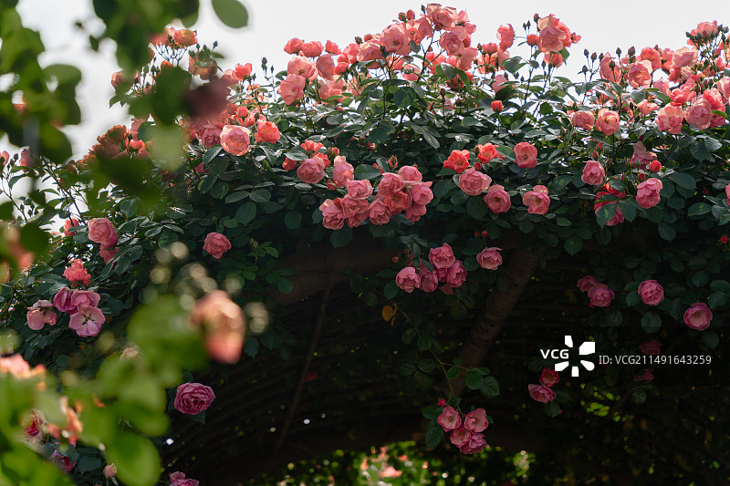 杭州白马湖蔷薇花图片素材