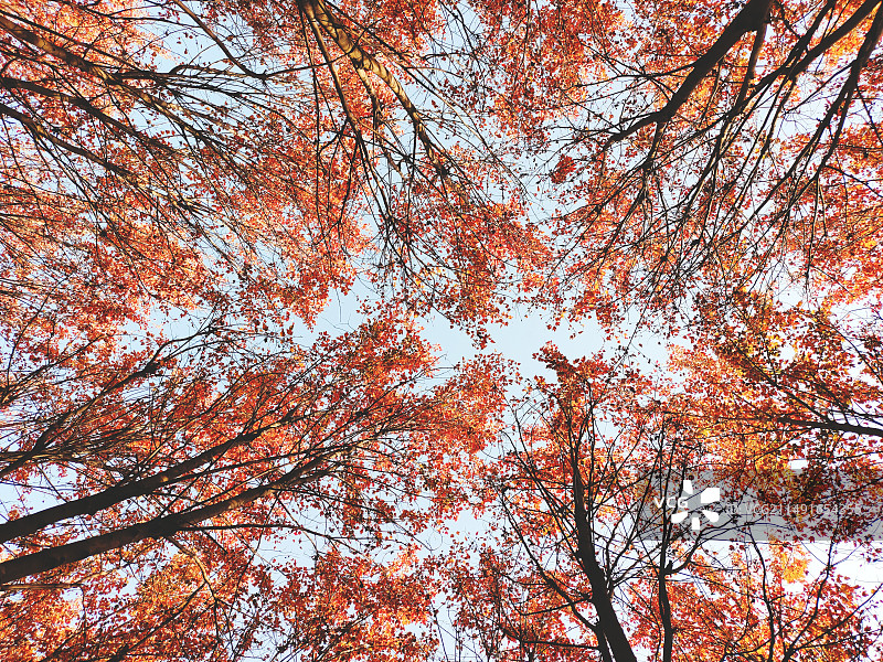 枫叶林图片素材