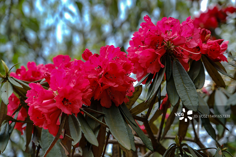 百里杜鹃景区，地球彩带，国家五A级景区，中国贵州毕节大方百里杜鹃景区，杜鹃花，红杜鹃，百里杜鹃金坡景图片素材