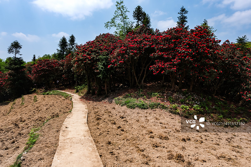 百里杜鹃景区，地球彩带，国家五A级景区，中国贵州毕节大方百里杜鹃景区，杜鹃花，红杜鹃，百里杜鹃金坡景图片素材