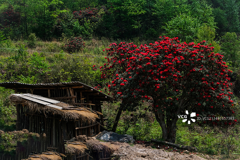 百里杜鹃景区，地球彩带，国家五A级景区，中国贵州毕节大方百里杜鹃景区，杜鹃花，红杜鹃，百里杜鹃金坡景图片素材