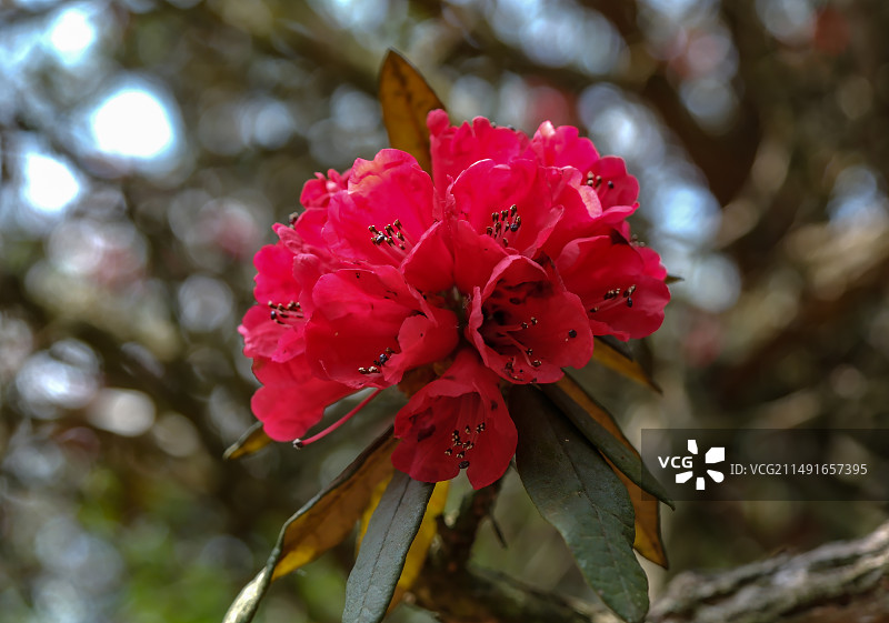 百里杜鹃景区，地球彩带，国家五A级景区，中国贵州毕节大方百里杜鹃景区，杜鹃花，红杜鹃，百里杜鹃金坡景图片素材