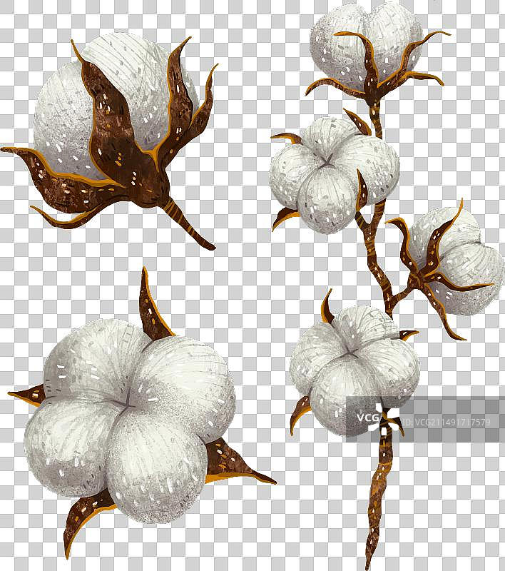 棉花蓓蕾和棉花枝条图片素材