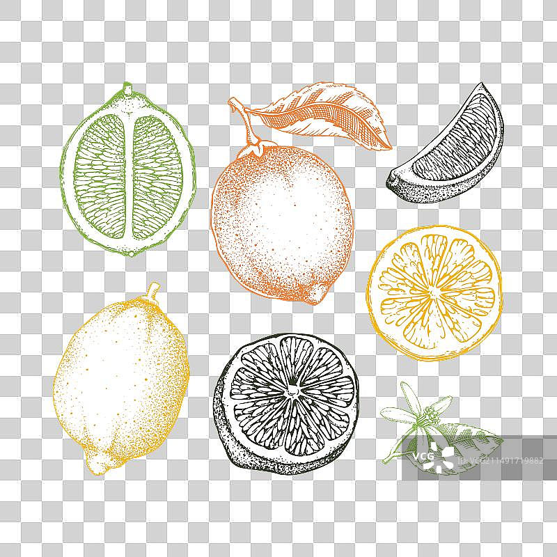 彩色复古青柠水果素描图片素材