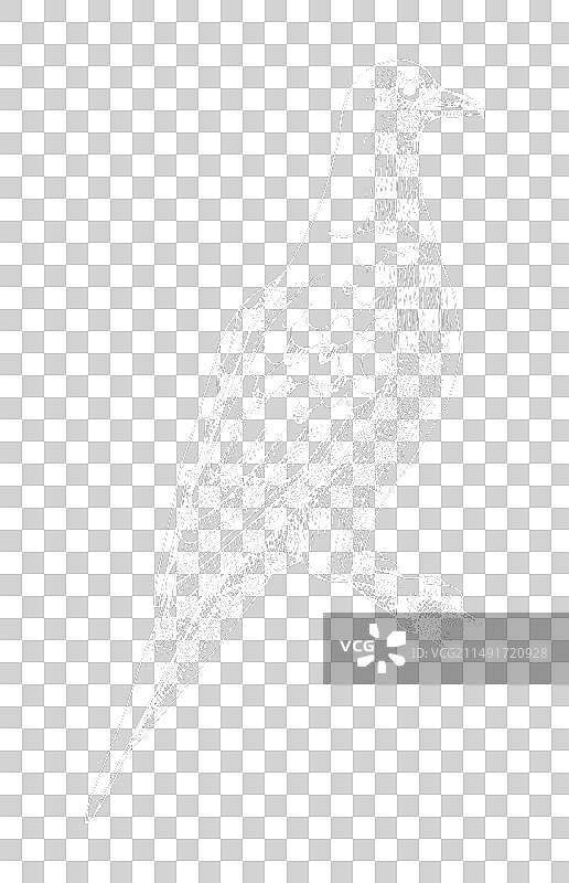 已灭绝的 passenger 鸽子素描图片素材