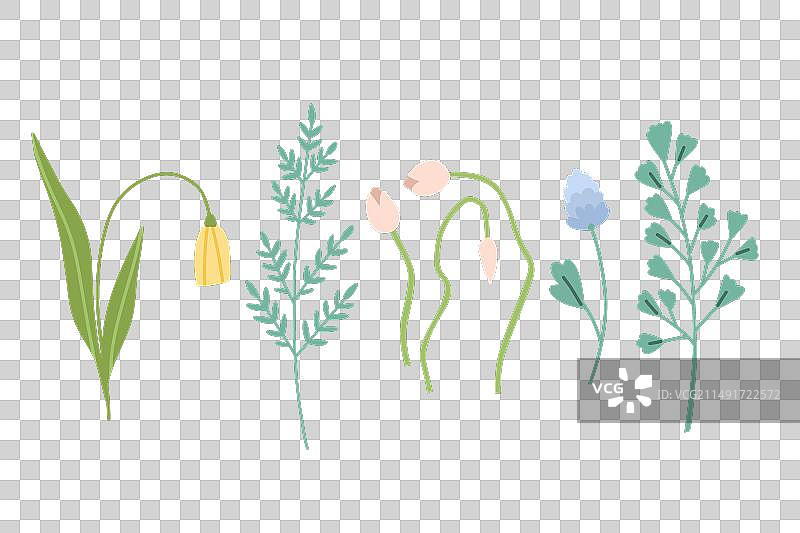 野花与荠菜蕨类植物合集图片素材