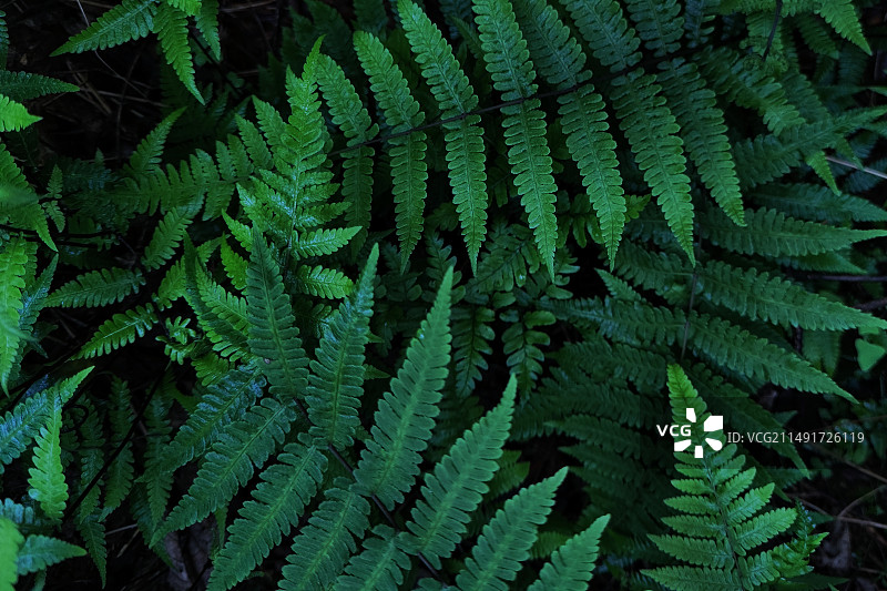 湖南长沙，丛林中的蕨类植物图片素材