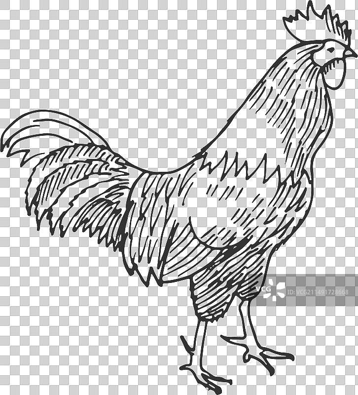 公鸡素描农场家禽手绘图片素材